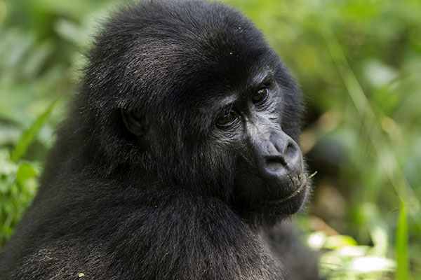 Gorille de l'Est femelle adulte © MNHN - Jean-Michel Krief