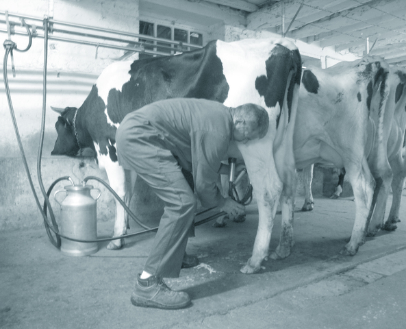 牛に搾乳機を付けているガエタンさん。時によっては手で搾ることもある。
