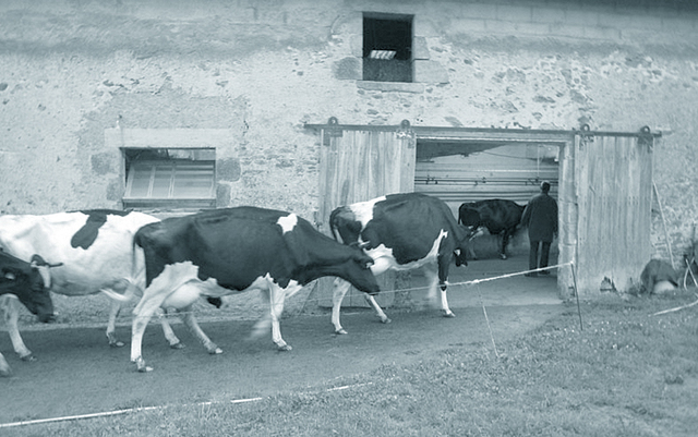 8H00 : 牧場に放たれた牛をまず集め、一列にして牛舎に入れる。
