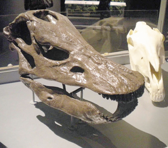 恐竜（写真左）と馬の頭がい骨が並んで展示され、 身近な動物との比較ができる。