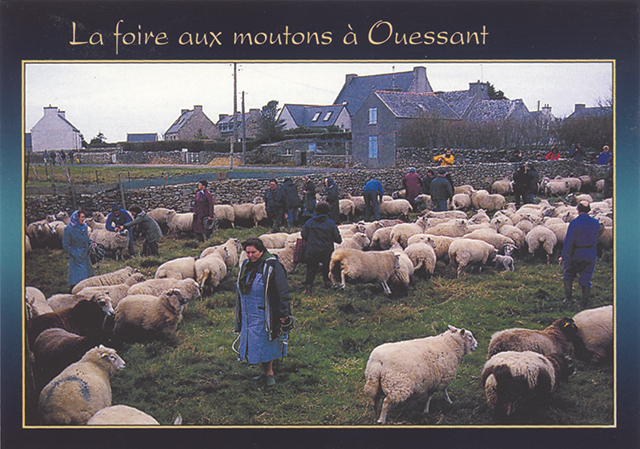毎年2月に開かれるウエサン島の羊市。